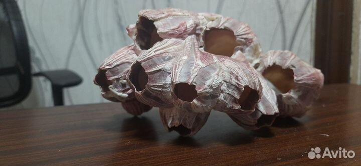 Натуральный коралл