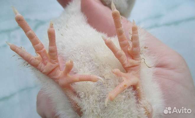 Яйцо Фавероль лососевая