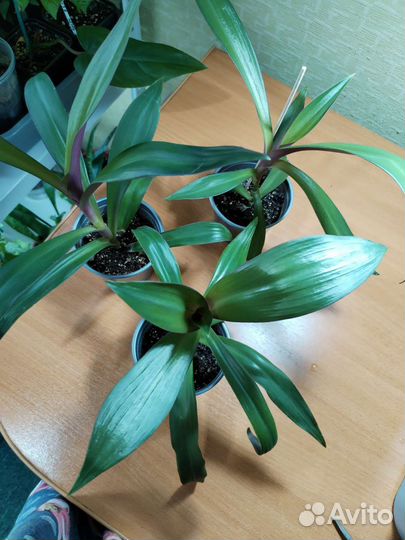 Традесканция рэо / комнатные цветы