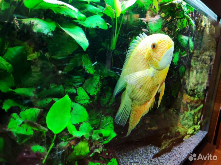 Аквариум juwel 150