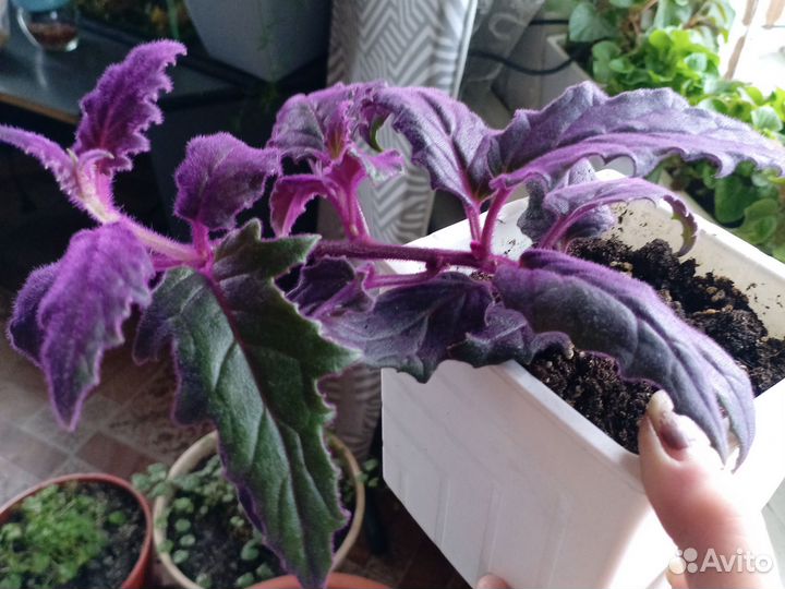 Комнатные растения