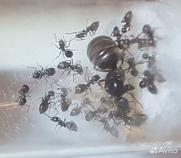 Муравьи Lasius cf. niger (Черный садовый муравей)