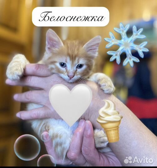 Котята в добрые руки