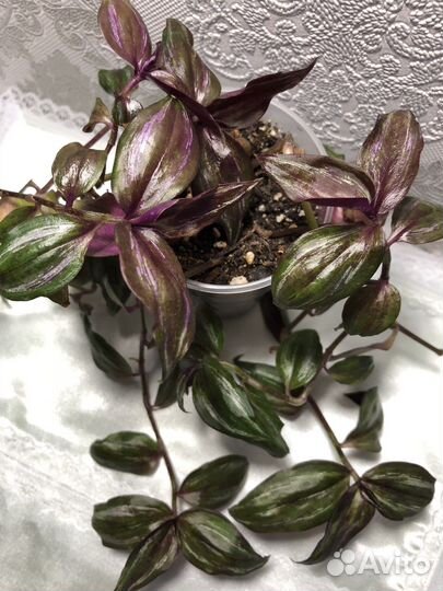 Традесканции: Дисколор, Желтая гора и др