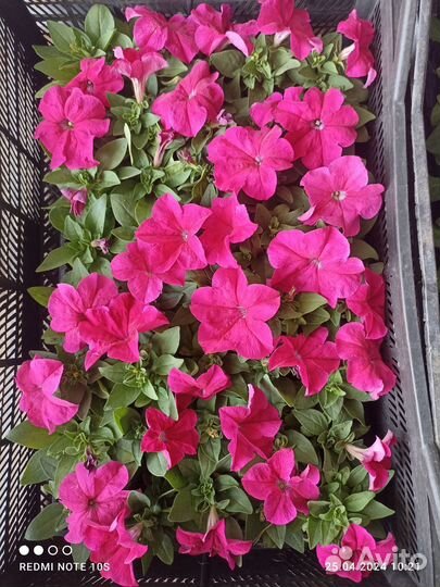 Рассада петунии