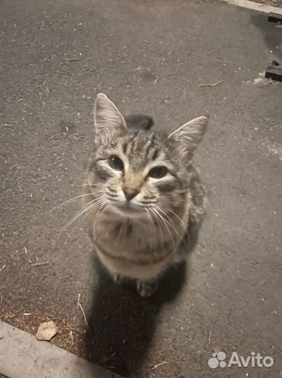 Кот молодой в добрые руки