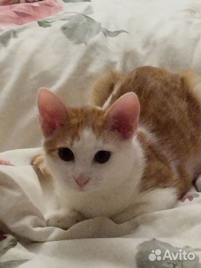 Котенок в добрые руки