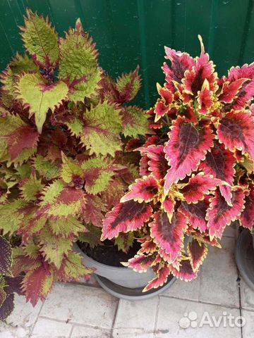 Колеусы укоренные в стаканчиках в грунте