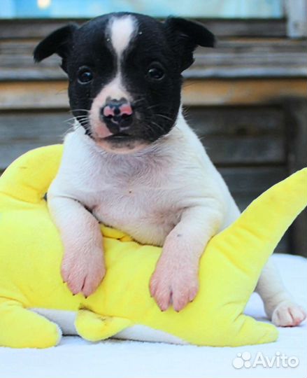 Ксолоитцкуинтли в шерсти эксклюзивный окрас