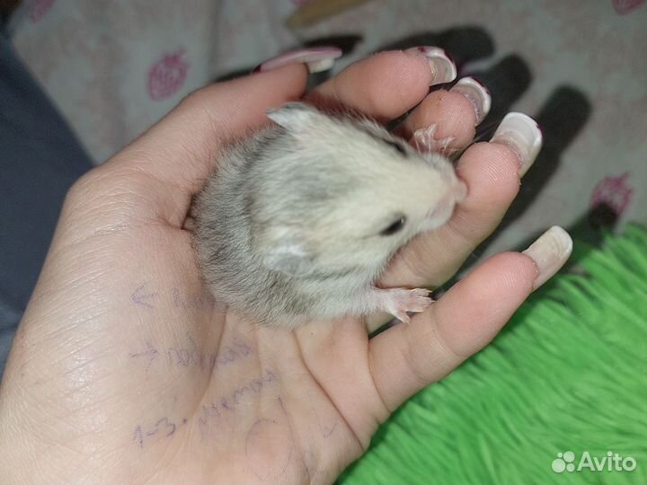 Сирийский хомяк малыш