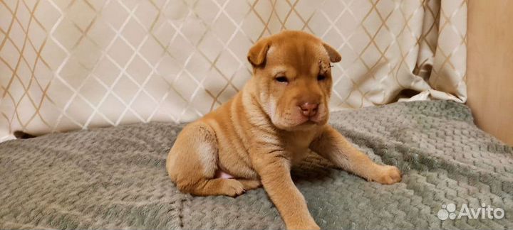 Щенки шарпей