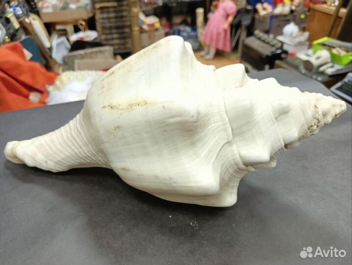 Ракушка большая