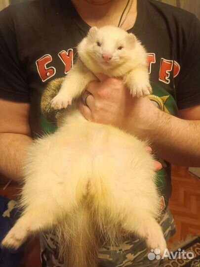 Хорек на вязку, бесплатно, ищем девочек