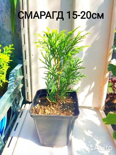 Туя Смарагд, Колумна, Даника сосна Горная