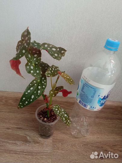 Бегония макулата