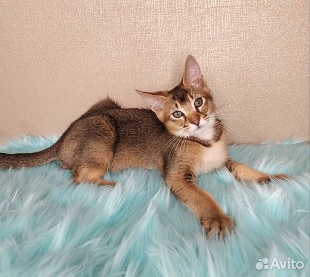 Котята Каракет