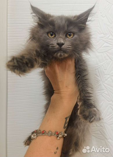 Эксклюзивный котенок Мейн-кун