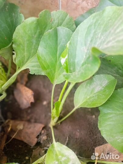 Бадан, примула,гвоздика турецкая