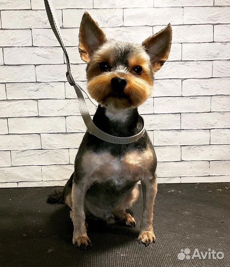 Стрижка собак, покраска шерсти