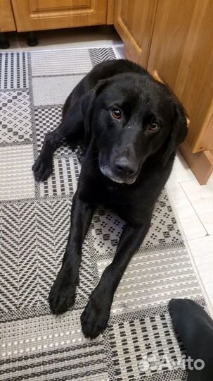 Лабрадор мальчик