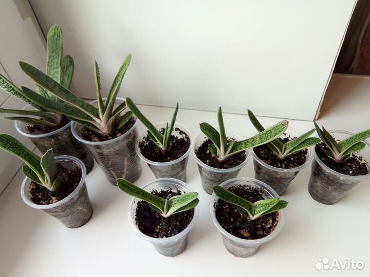 Гастерия, хавортия, маммиллярия