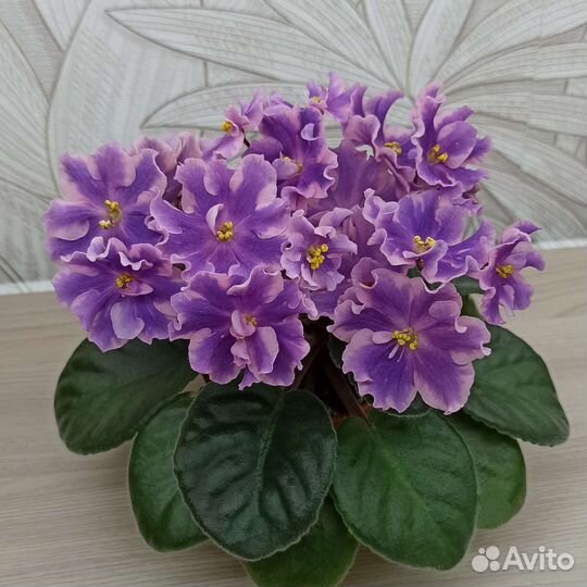 Пасынки фиалок-химер