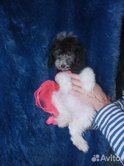 Девочка пуделек