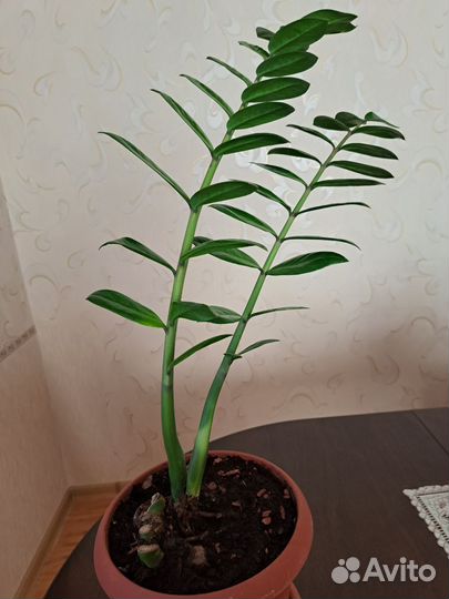 Замиокулькас