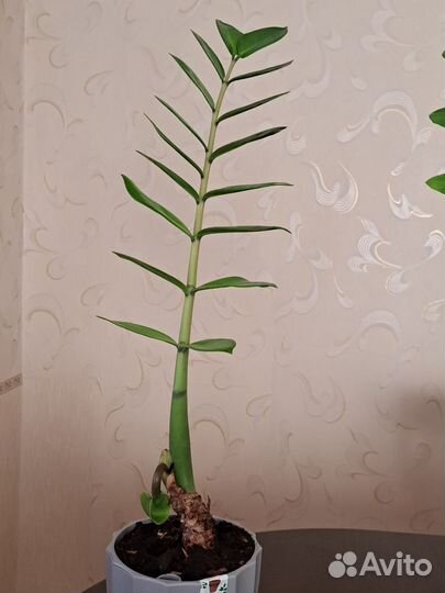 Замиокулькас