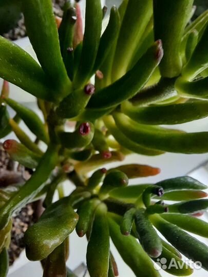 Крассула коралл