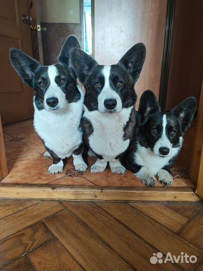 Передержка собак / гостиница для собак