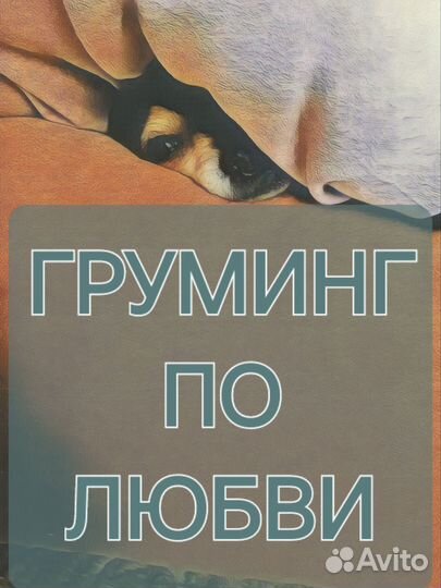 Груминг стрижка собак