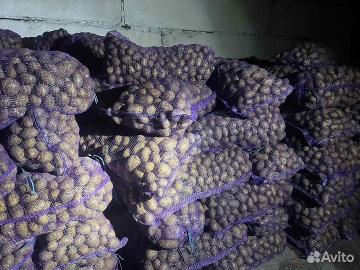 Картофель крупный, мелкий на корм