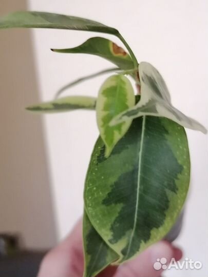 Фикус бенджамина голден кинг