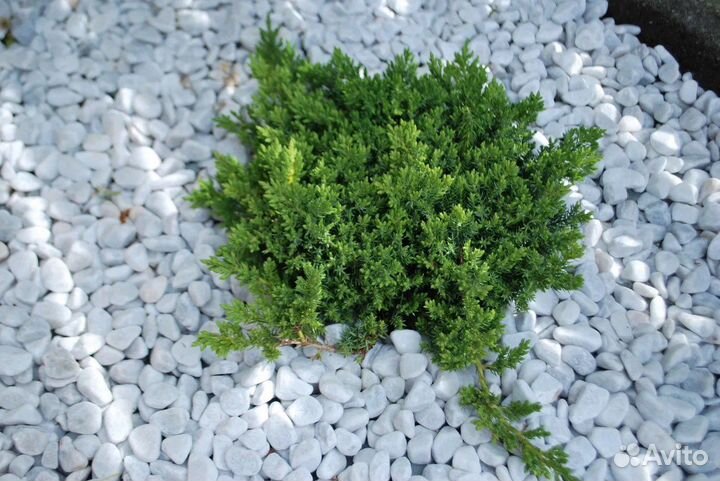 Можжевельник лежачий Нана