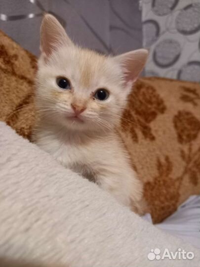 Кошка в дар бесплатно