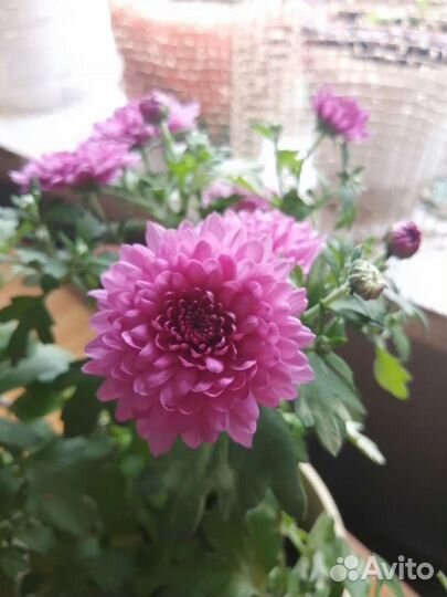 Хризантемы мультифлора