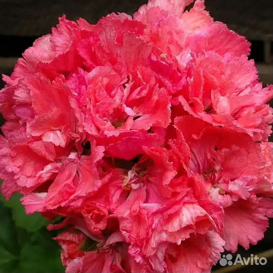 Пеларгония Diana Palmer