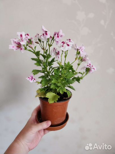 Пеларгония герань
