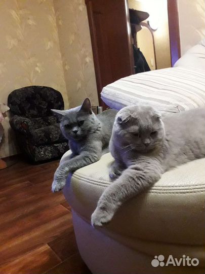 Британские котята