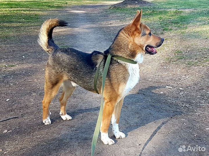 В добрые руки шикарный пес Бой