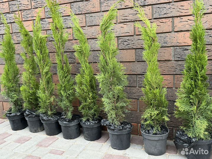 Туя смарагд