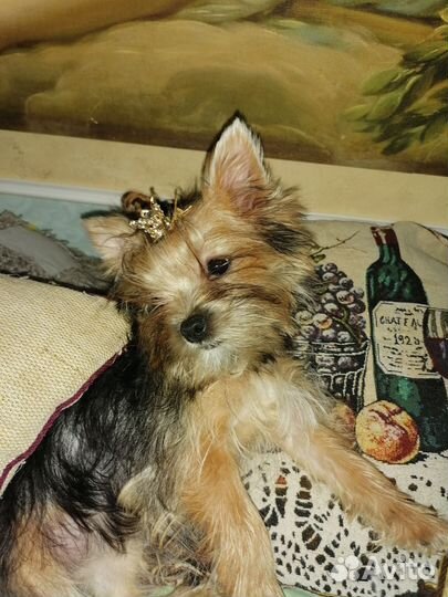 Йоркширский терьер девочка