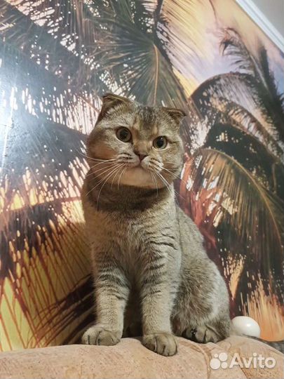 Шотландский кот на вязку