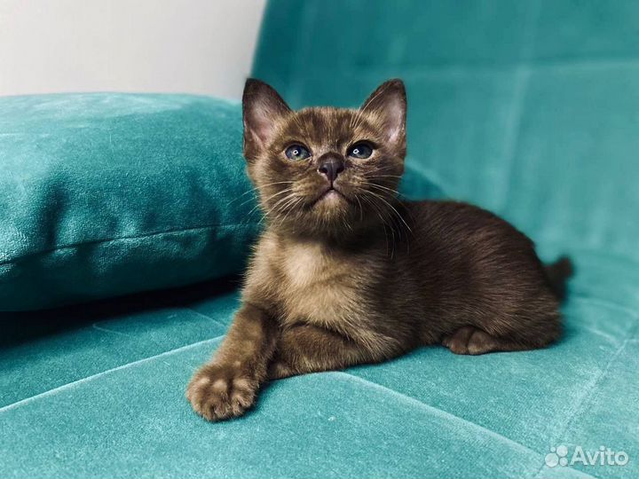 Котята европейской бурмы