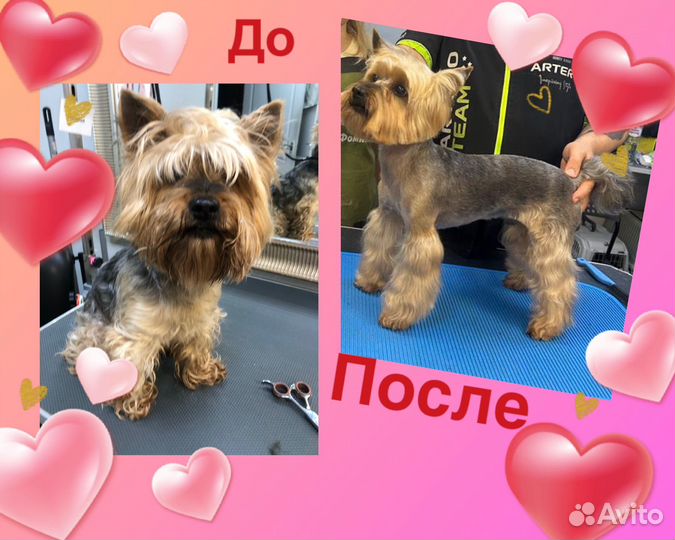 Груминг, стрижка собак (Пэт-стрижка)