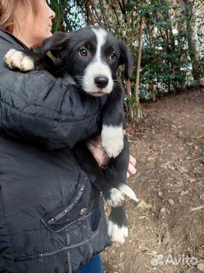 Щенок Девочка в добрые руки