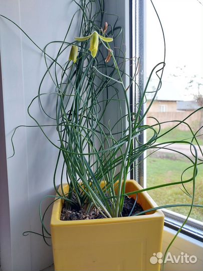 Альбука спиральная