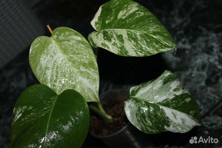 Комнатные цветы