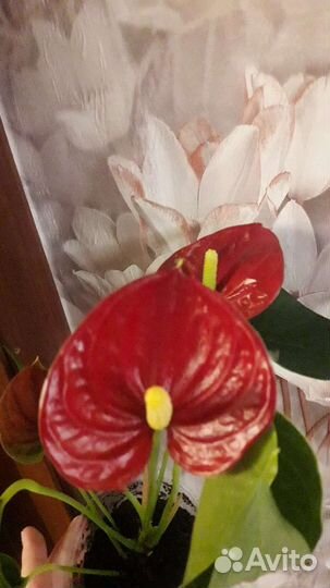 Красный антуриум